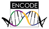ENCODE Data at UCSC